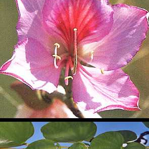 Семена Пъстра баухиния (Bauhinia variegata)