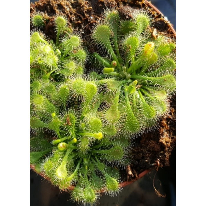 Семена Росичка "Листа Лъжица" (Drosera capensis)
