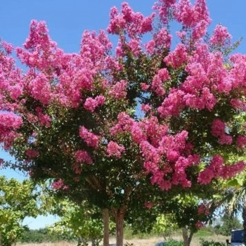 Семена Розата на Индия (Lagerstroemia indica violacea)