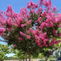 Семена Розата на Индия (Lagerstroemia indica violacea)
