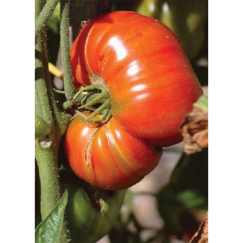 Семена Розови Домати "Брандивайн" (Lycopersicon esculentum)