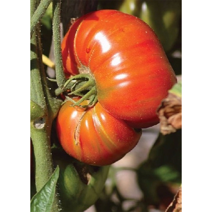Семена Розови Домати "Брандивайн" (Lycopersicon esculentum)