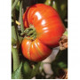 Семена Розови Домати "Брандивайн" (Lycopersicon esculentum)