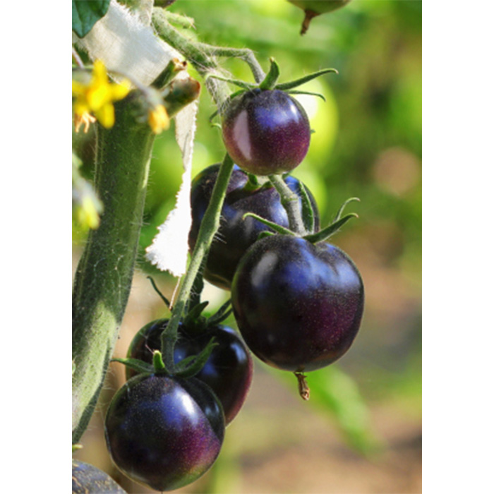 Семена Салатен Домат "Индиго Роза" (Lycopersicon esculentum)