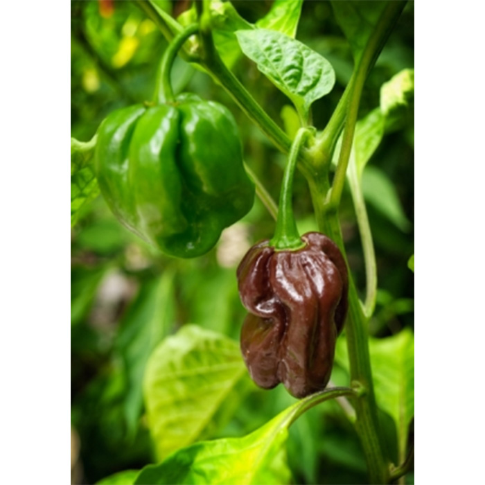 Семена Шоколадово Хабанеро Чили (Capsicum chinense)