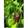 Семена Шоколадово Хабанеро Чили (Capsicum chinense)