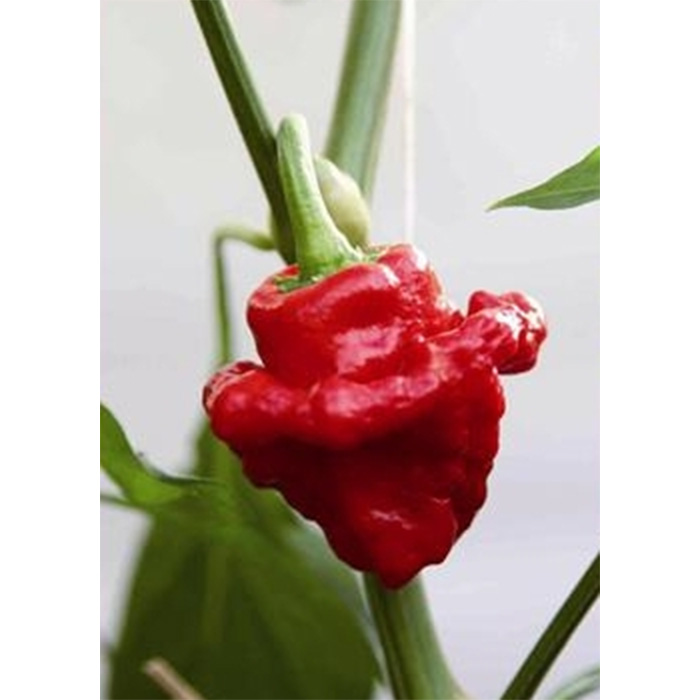 Семена Скоч Боне Ямайско Чили (Capsicum chinense)
