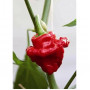 Семена Скоч Боне Ямайско Чили (Capsicum chinense)