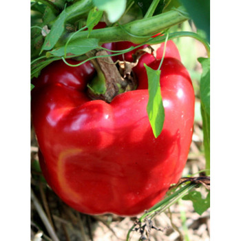 Семена Сладки Пиперки "Калифорния Уондър" (Capsicum annum)