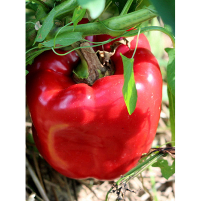 Семена Сладки Пиперки "Калифорния Уондър" (Capsicum annum)