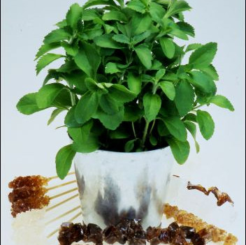 Семена Стевиа, сладка трева (Stevia rebaudiana)