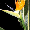 Семена Стрелиция (Strelitzia reginae)