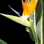 Семена Стрелиция (Strelitzia reginae)