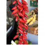 Seeds Tabasco-Chili (Capsicum frutescens)