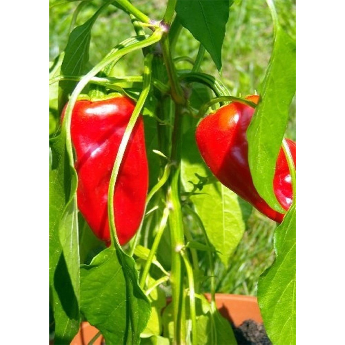 Seeds Turkish Hot Peppers (Capsicum annum)