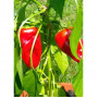 Seeds Turkish Hot Peppers (Capsicum annum)