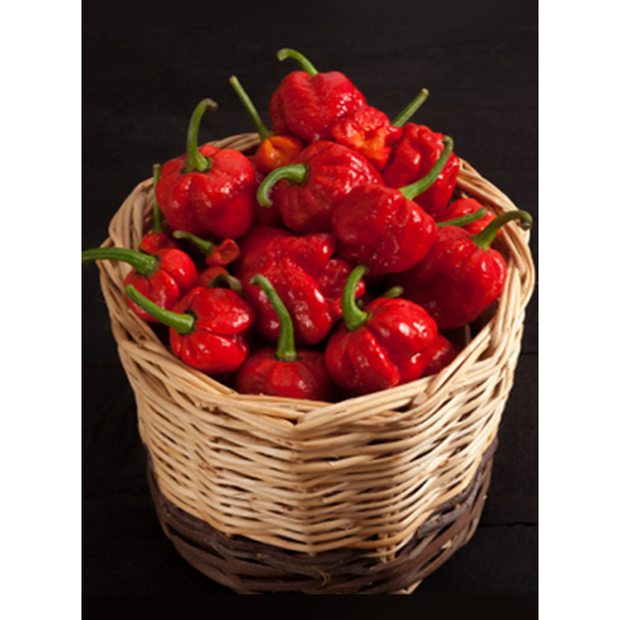 Seeds Tiburon Chili (Capsicum annum)