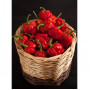 Seeds Tiburon Chili (Capsicum annum)