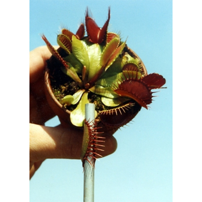 Семена Венерина Мухоловка (Dionaea muscipula)