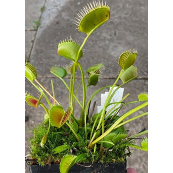 Семена Венерина мухоловка "Паяк" (Dionaea muscipula)