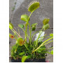 Семена Венерина мухоловка "Паяк" (Dionaea muscipula)