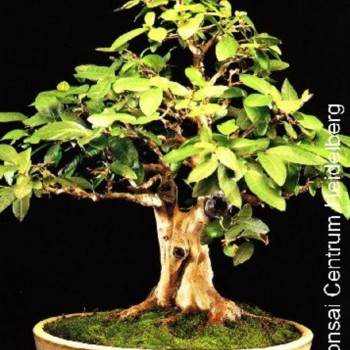 Семена Ябълкова Гуава (Psidium guajava)