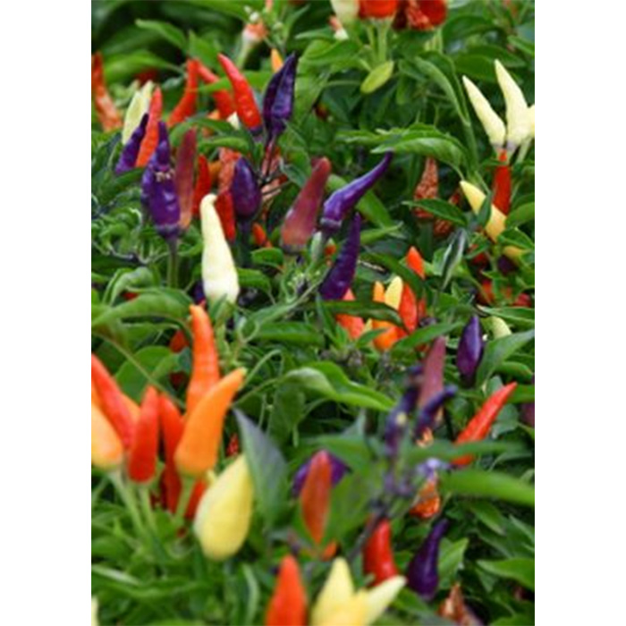 Семена Ядливо Декоративно Чили "Маскарад" (Capsicum annuum)