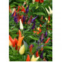 Семена Ядливо Декоративно Чили "Маскарад" (Capsicum annuum)