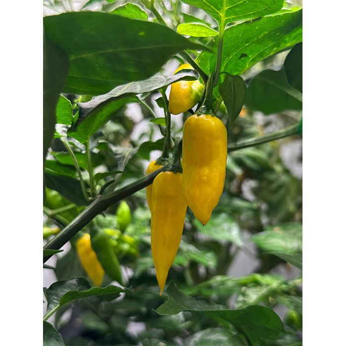 Chili Pepper Seeds Aji Lemon