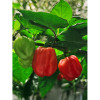 Семена За Люти Чушки Хабанеро Червено