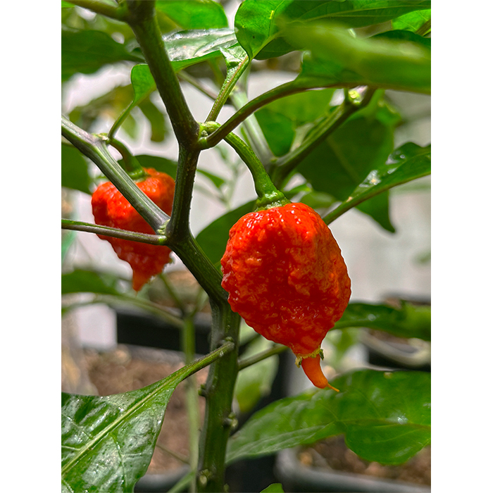 Семена За Люти Чушки Каролина Рийпър