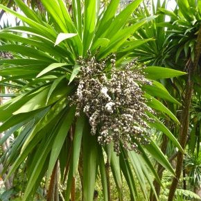 Семена Кордилина - Keulenlilie (Cordyline indivisa)