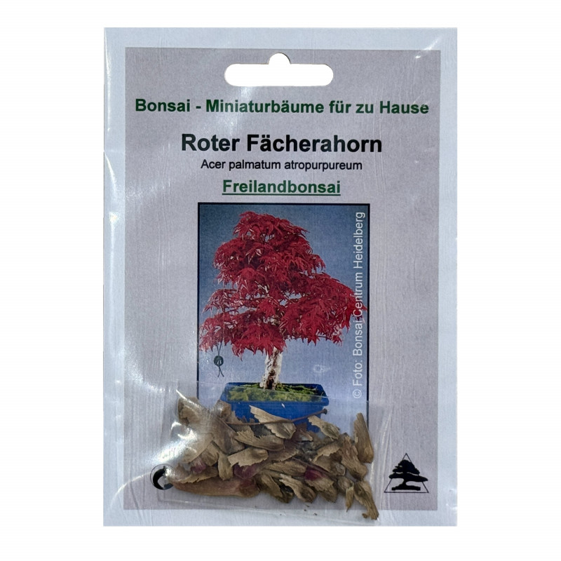 Семена Червенолистен японски клен (Acer palmatum atropurpureum)