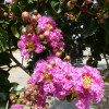 Семена Розата на Индия (Lagerstroemia indica violacea)