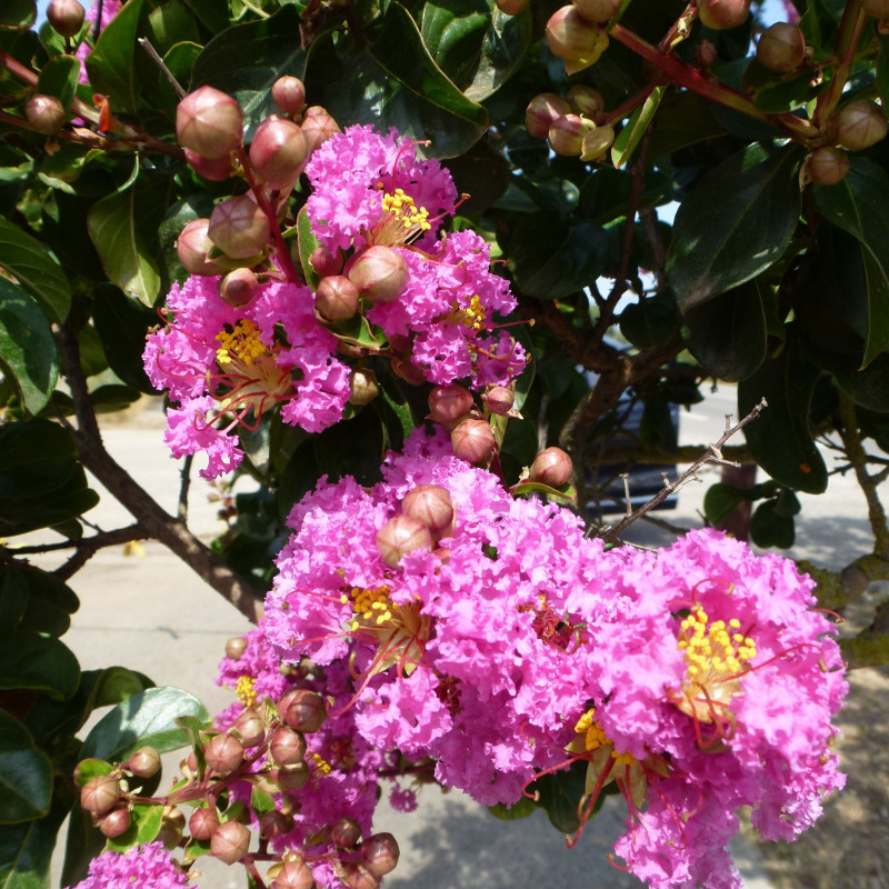 Семена Розата на Индия (Lagerstroemia indica violacea)