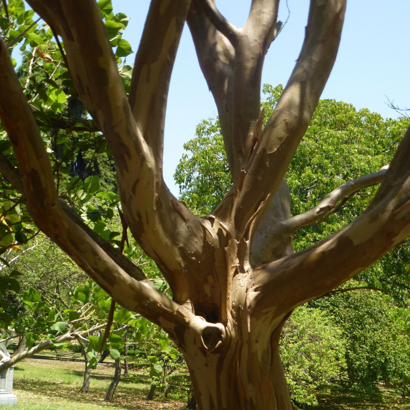 Семена Розата на Индия (Lagerstroemia indica violacea)