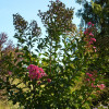 Семена Розата на Индия (Lagerstroemia indica violacea)