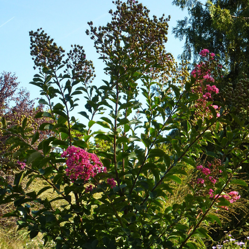 Семена Розата на Индия (Lagerstroemia indica violacea)