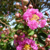 Семена Розата на Индия (Lagerstroemia indica violacea)