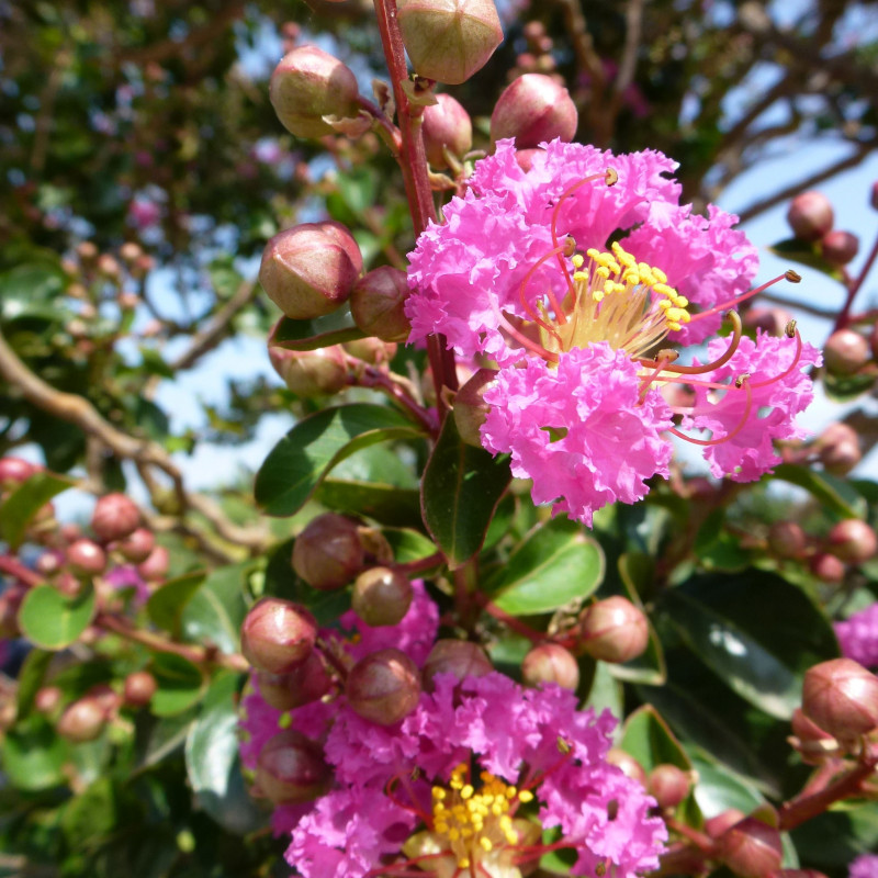 Семена Розата на Индия (Lagerstroemia indica violacea)
