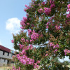 Семена Розата на Индия (Lagerstroemia indica violacea)