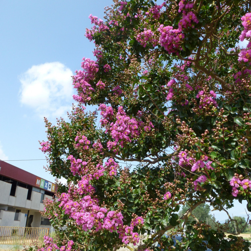 Семена Розата на Индия (Lagerstroemia indica violacea)