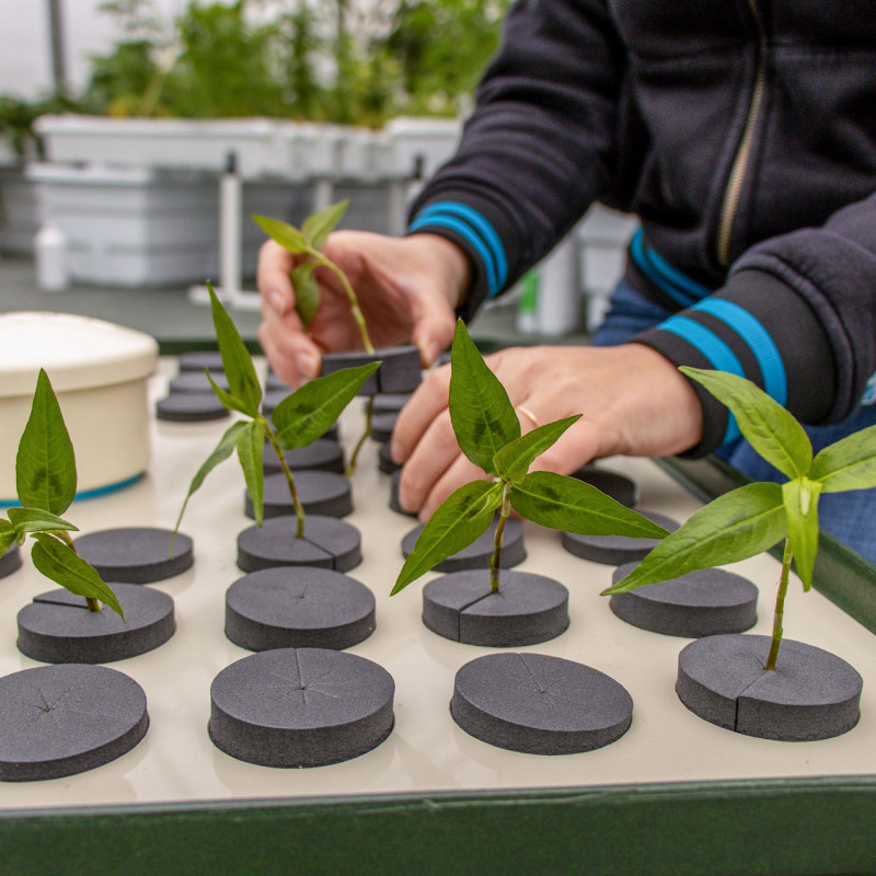T.A. HydroCloner Spinner 72, Аеропонна система за вкореняване на 72 растения